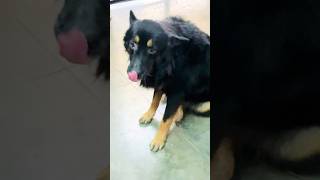 Cute dog 🥰 Shorts video  viral  Guguladdi489 🥰🙏 [upl. by Teerell291]