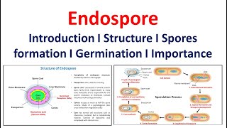 Endospore  Introduction  Structure  Spore formation  Germination  Significance [upl. by Esil457]