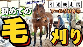 馬も毛を刈るんです！初めての毛刈りにチャレンジする引退競走馬のアールグロウ君が色んな意味でヤバすぎました…。【ツルマルボーイ様のシモベ】 [upl. by Wemolohtrab717]