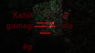 Kahit Umuulan Gumagala Ka Pala Possum [upl. by Efron]