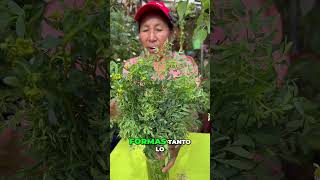 Los increíbles beneficios de la ruda cocina y jardinería shorts jardin [upl. by Clarisa]