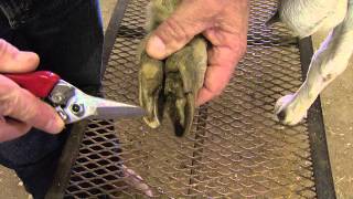 How to Trim Goat Hooves [upl. by Inaej9]