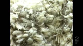 AWI Wool Handling  Oddment Preparation  Premature Shearing [upl. by Bensen]