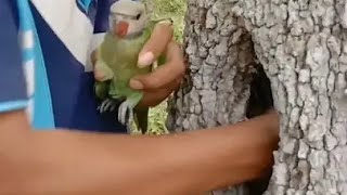 parrot mitthu totamitthu ki awaaz mitthu parrotsmitthu mitthu tota [upl. by Alleoj]