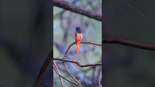 Scarlet Minivet viralreels viralshorts viralvideos birding birds viral naturelovers [upl. by Aneerb]