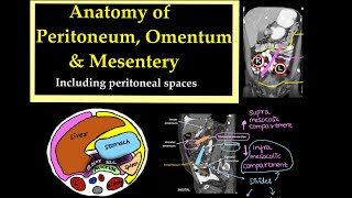 Anatomy of PeritoneumOmentum and Mesentery Including peritoneal spaces l radiology [upl. by Rento]