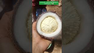 Wood pressed coconut oil🥥 To order our farm fresh products kindly click wwworganicfarmerstore👍reel [upl. by Yxel476]