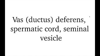 Ductus deferens spermatic cord seminal vesicle [upl. by Xila]