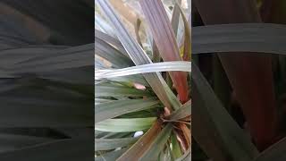 Phormium Pink Mist nature relaxingsound shortvideo houseplants 😌❤️ [upl. by Luap]