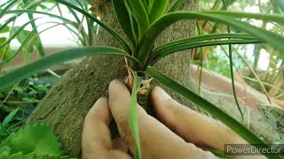 Ponytail Palm Harvesting of baby from caudexPropagation shown with uodate [upl. by Nedyrb]