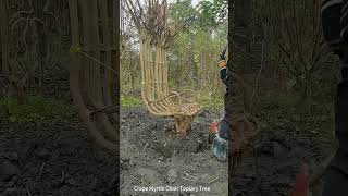 Crape Myrtle Chair Topiary Tree Digging Process [upl. by Adnoral]