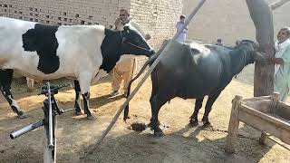 animal mating cow and buffalo meeting [upl. by Navi]