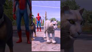 Tommy Rottweiler vs Snowie white panther animals Dog Challenges Cat shortsfeed [upl. by Kafka393]