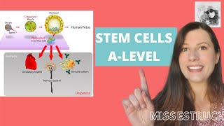 STEM CELLS Totipotent pluripotent multipotent and unipotent Learn how iPS cells are made [upl. by Gold258]