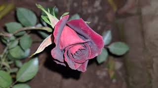 Black Baccara Rose On Full Bloom  Maroon Rose 2021 Black Lady Rose [upl. by Ahtebbat]