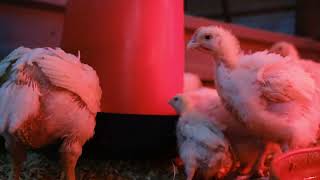 Managing Coccidiosis in Chickens in 6 Simple Steps [upl. by Shaun978]