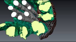 Maize Xylum and Aerenchyma Visualization [upl. by Fiden]