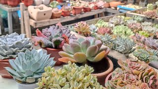 Lowland Succulents  How to Acclimate before RePotting 🥰❤️ [upl. by Seligmann]