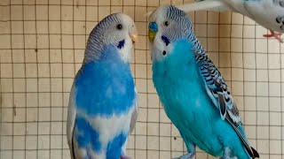 3 Hr Budgies Chirping Talking Singing Parakeets Sounds Reduce Stress  Relax to Nature Bird Sounds [upl. by Seigler943]