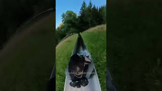 Extreme Alpine Slide Adventure Hits 70 kmh in Germany [upl. by Ardnosac]