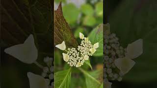 Voici les hortensias de mon jardin [upl. by Monjan]