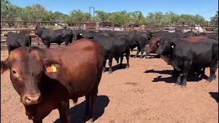 Cattle For Sale 20 Brangus Bulls  Qld Rural [upl. by Schwinn]