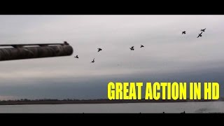 HUNTING BRANT AND BUFFLEHEAD ON THE GREAT SOUTH BAY IN HD [upl. by Samy]