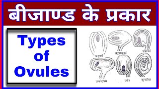 Types of Ovules  Part of Ovules in hindi  Biology Ovules parts class12th  बीजाण्ड के प्रकार [upl. by Bowlds]