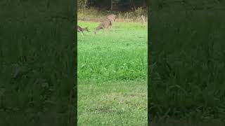 Tecomate food plot and little fellas feeling testing their antlers deer hunting bucks [upl. by Ellocin]