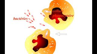 LA PHAGOCYTOSE [upl. by Cicero]