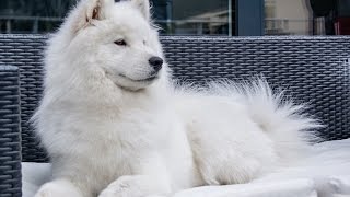 cute samoyed dog howling [upl. by Reste]