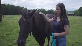 Equine Therapy Lantern Lane Farm Counseling [upl. by Nossila374]