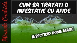 Tratament pentru afide pentru orhidee Insecticid Home Made Daunatorii orhideelor [upl. by Arualana]