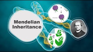 Mendelian Inheritance Explained Principles Traits and Examples  Agri Knowledge Corridor [upl. by Orel]