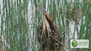 Bittern boom [upl. by Nolahp328]