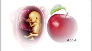 Human Fetus Development from Embryo to Newborn Baby [upl. by Refanej]