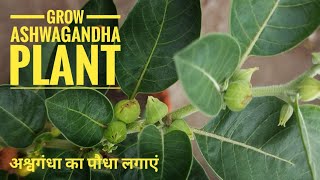 How to grow Ashwagandha plant and its benefits [upl. by Acirrej190]