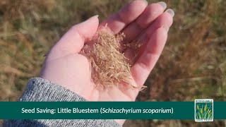 Sustainably Harvest Little Bluestem Schizachyrium scoparium Seeds [upl. by Aesoh]