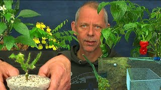 Umtopfen Garten Spielplatz und Hochbeet Kombi Sternfrucht und Drachenbaum Bonsai [upl. by Quentin943]