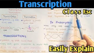 Transcription Process  Gene Expression  From DNA To mRNA  Class 12 Biology [upl. by Elyagiba]