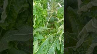 Papaya Pruning Techniques Grow Better Faster pruning techniques urban homesteader pruning101 [upl. by Garibald263]