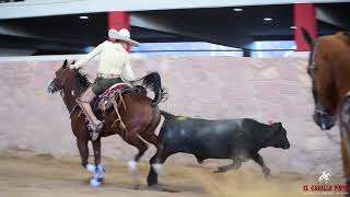 UNA DE NUESTRAS MONTURAS CHARRAS EN ACCIÓN  CHARROS DE JALISCO [upl. by Dorsy]