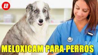 Meloxicam para perros Lo que TODO dueño debe saber [upl. by Demahom211]