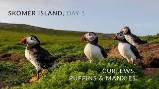 Skomer Island Prt 1 Puffins Ode to Pembrokeshires Last Breeding Curlew amp Manx Shearwater Recording [upl. by Okwu]