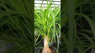 Ponytail Palm PlantBeaucarnea [upl. by Lamphere]