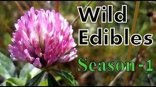 Wild Food Foraging Season 1 [upl. by Weiman]