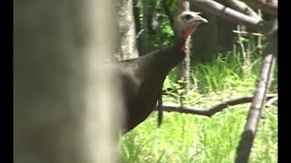 Best Hen Turkey Calling on YouTube compilation [upl. by Mcculloch]