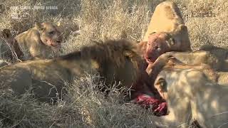 Lions Tear An Apart A Living Warthog WILDEARTH [upl. by Heigho]