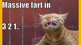 Feline Flatulence The Hilarious Truth About Cats Farts [upl. by Dranyer]