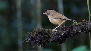 Buffbreasted Babbler [upl. by Suertemed]